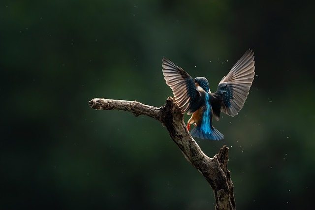 Free Kingfisher Bird photo and picture