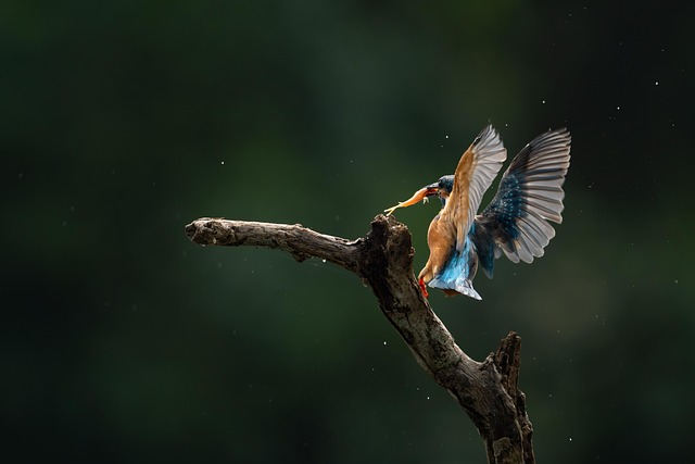 Free Kingfisher Bird photo and picture