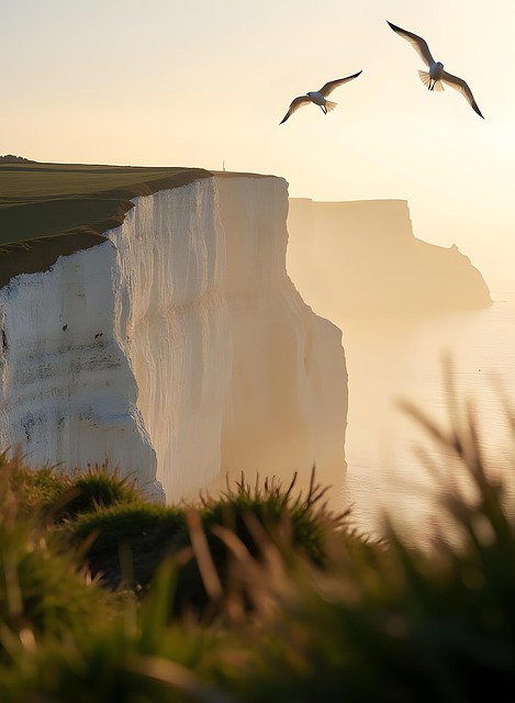 Free cliff birds england illustration