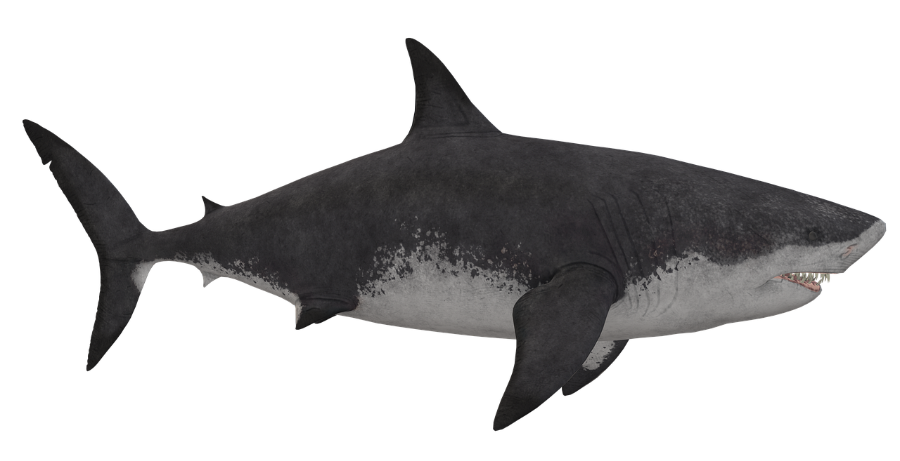 Megalodon Haai