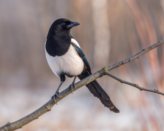 Download free HD stock image of Magpie Crow Free magpie crow wild bird illustration