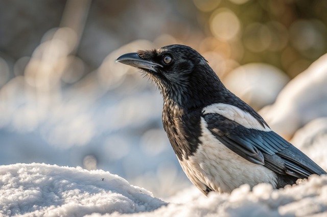 Download free HD stock image of Magpie Crow Free magpie crow wild bird illustration
