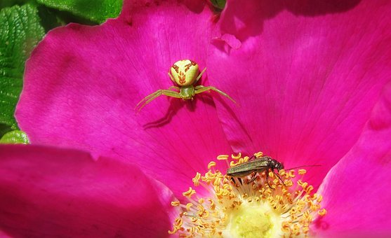 El Verano, Flores, Rosa Mosqueta, Macro