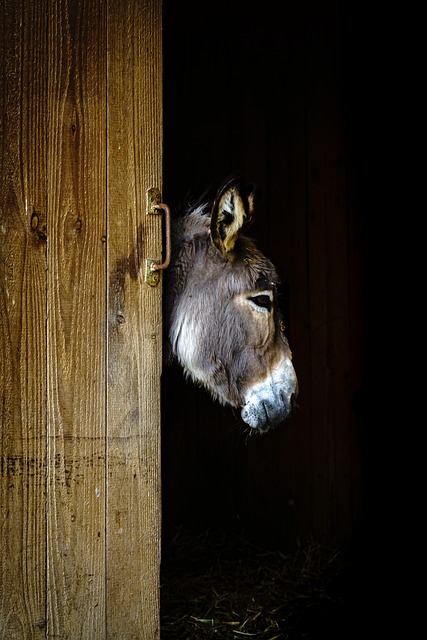 Free Animal Domestic Animal photo and picture