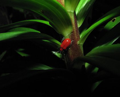 Naturaleza, Noche, Hojas De Lirio