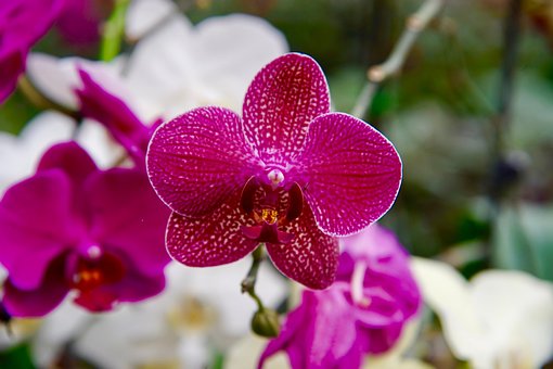 Orchidee, Orchid, Natur, Blume, Garten