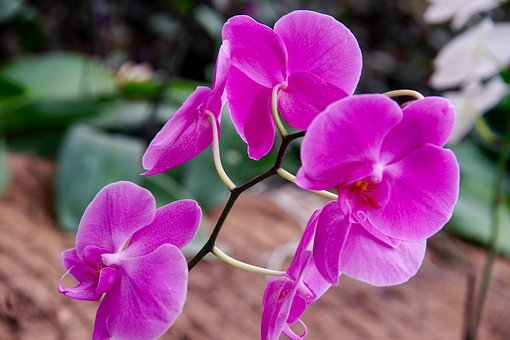 Orchidee, Blumen, Aufblühen