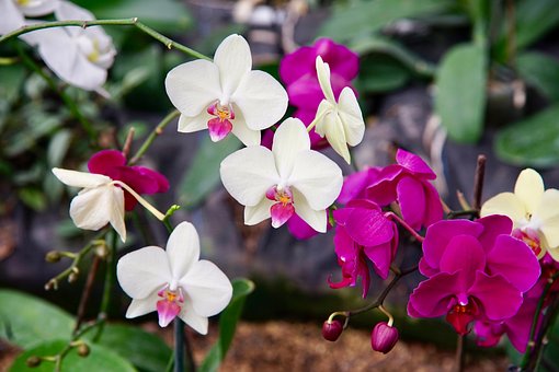 Orchidaceae, Natur, Orchid, Blume