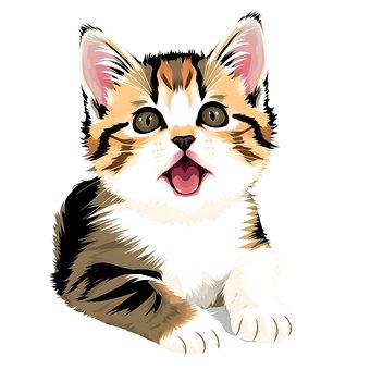 Free Kitten Cat illustration and picture