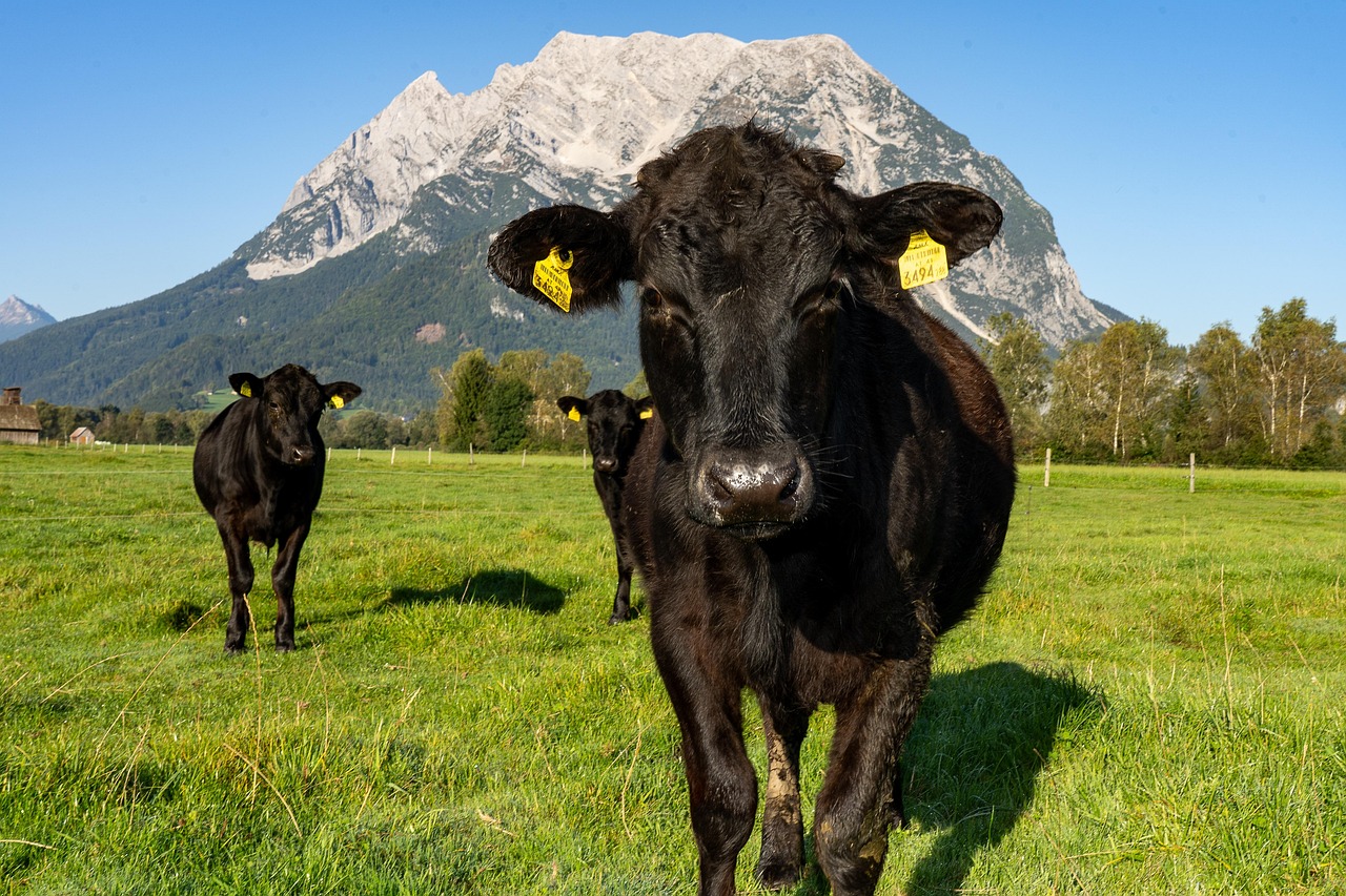 Cows Agriculture Cattle - Free photo on Pixabay