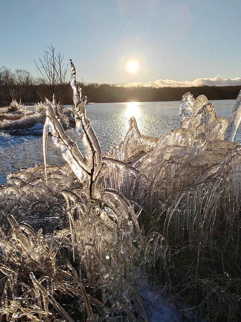 Free Forest Lake Evening photo and picture