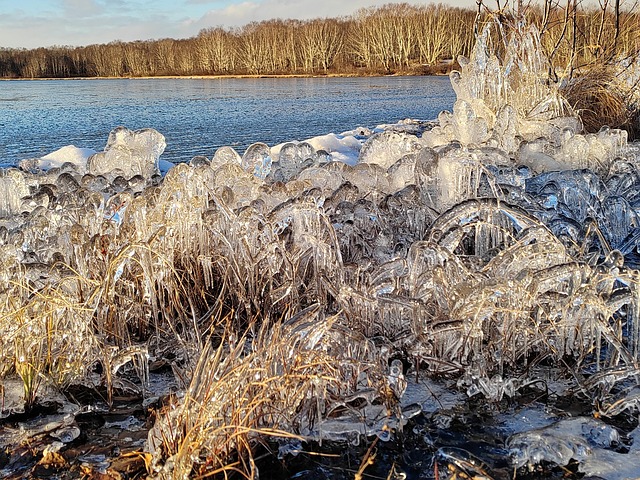 Free Forest Lake Evening photo and picture