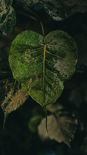 Free Ai Generated Leaves illustration and picture