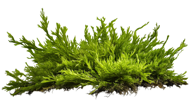 Free ai generated moss algae illustration