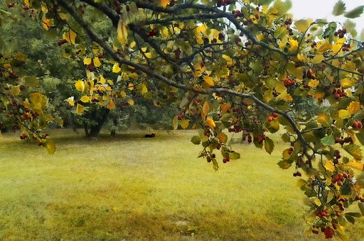 Otoño, Dacha, Jardín, Espino