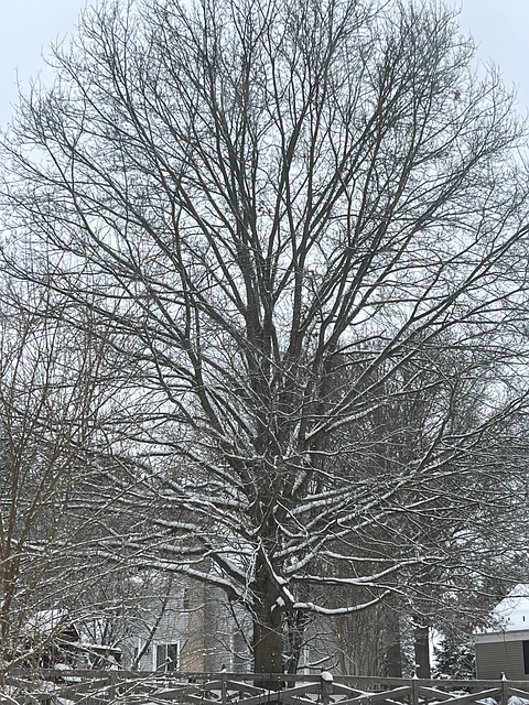 Baum, Eiche, Natur, Schnee, Winter