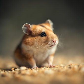 Hamster, Animal, Natureza, Roedor