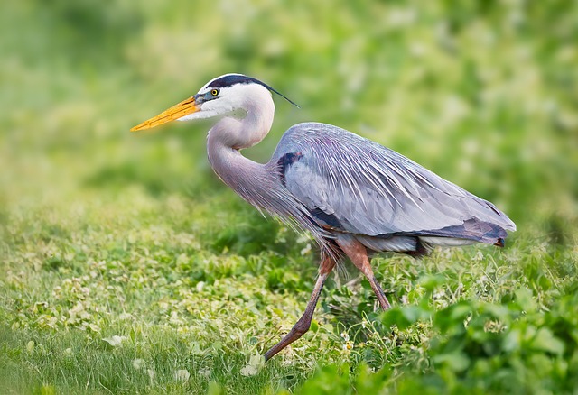 Reiher, Vogel, Tier, Federn, Gefieder