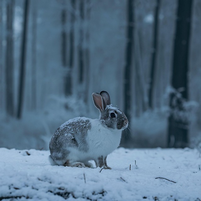 Rabbit Bunny Winter - Free photo on Pixabay