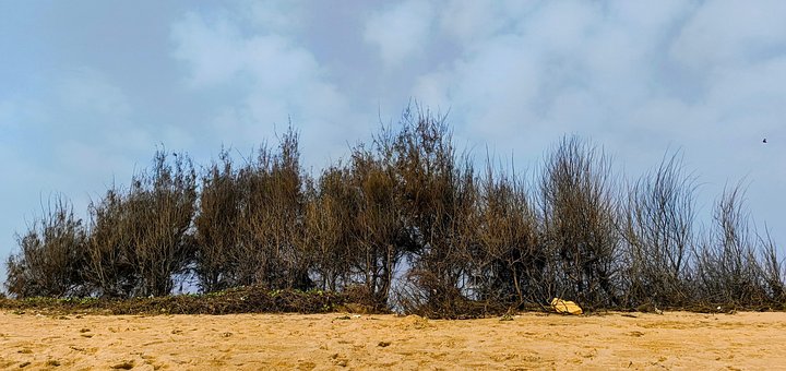 Free Trees Winter photo and picture
