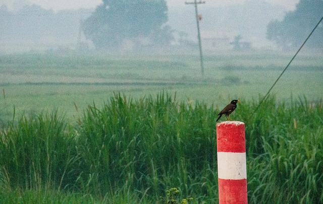 Free Bird Nature photo and picture