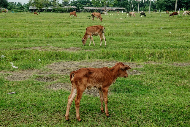 Free Nature Wildlife photo and picture