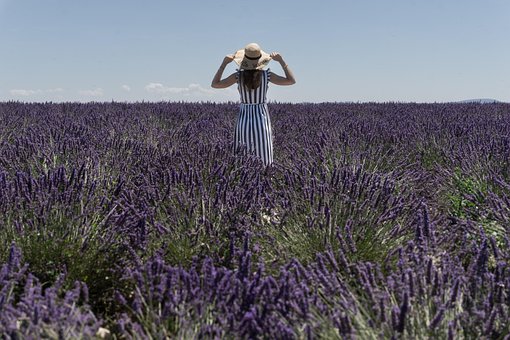 Free Lavender Flowers photo and picture