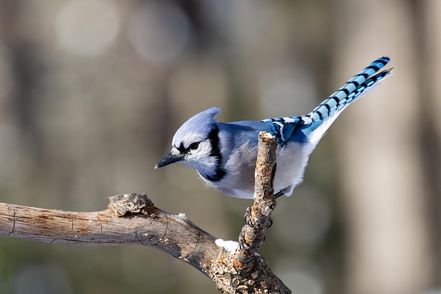 Download free HD stock image of Bluejay Bird Free Bluejay Bird photo and picture