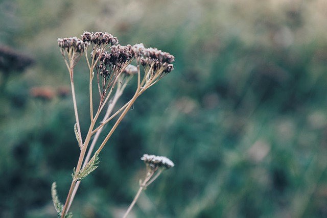 Flora, Planta, Bush, Natureza