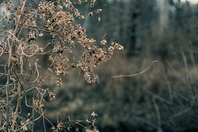 Flor Seca, Bush, Planta, Natureza