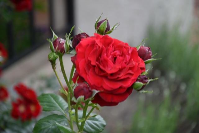 Free Rose Flower photo and picture
