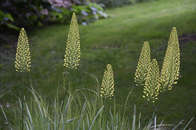 Free Garden Nature photo and picture