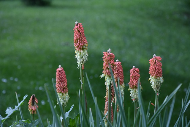 Free Garden Nature photo and picture