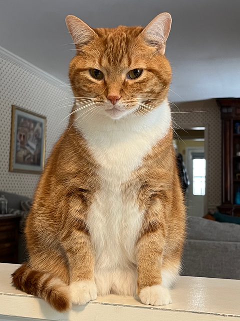 Katze, Haustier, Tier, Kätzchen
