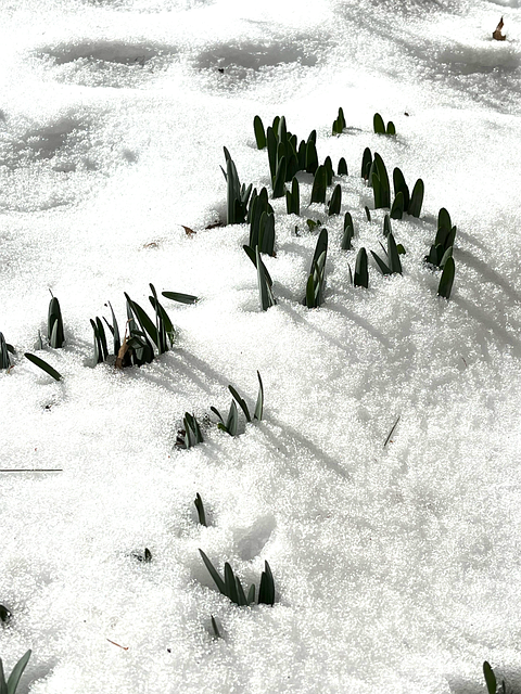 Schnee, Kalt, Frühling, Blume, Natur