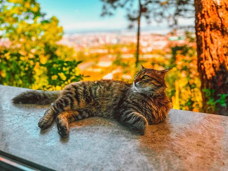 Free Cat Cute photo and picture