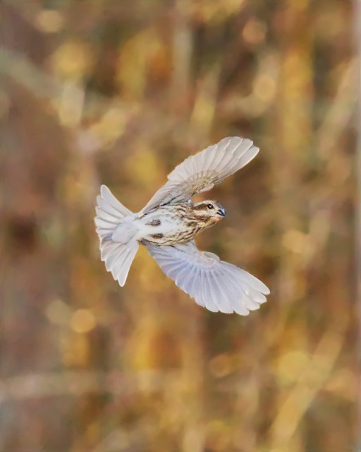 Pájaro, Naturaleza, Fotografía De Aves