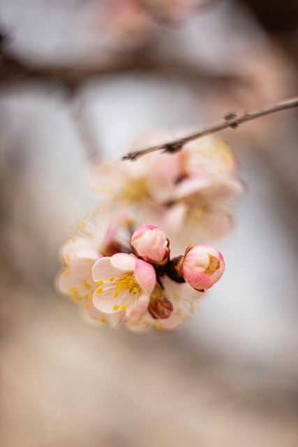 Bloemen, De Lente, Natuur, Macro, Bloom
