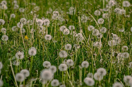 Free Ai Generated Dandelions illustration and picture