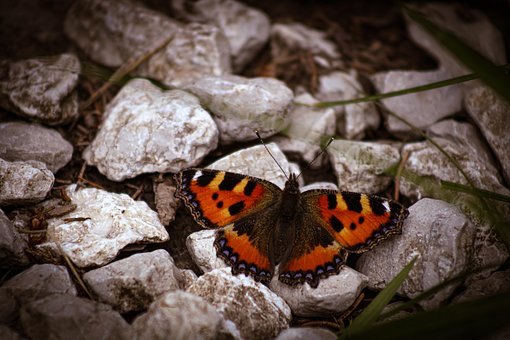 Free Butterfly Nature photo and picture