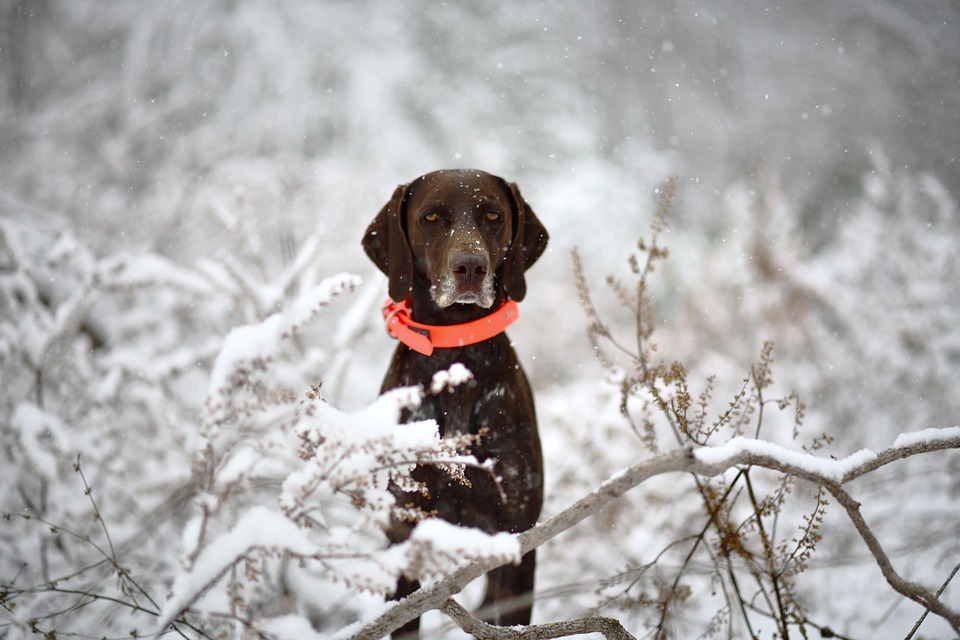 Dog German Shorthaired Pointer - Free photo on Pixabay