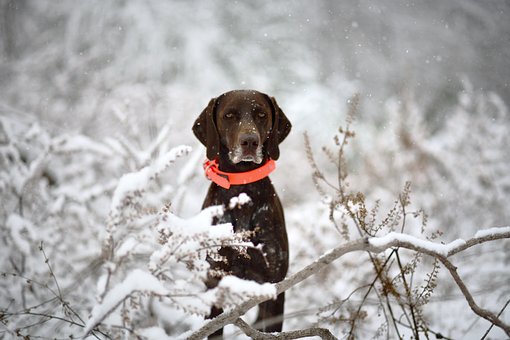 Hund, Tysk Korthåret Pointer
