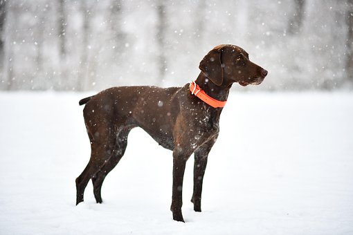 Hund, Tysk Korthåret Pointer
