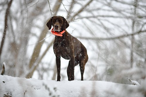 Hund, Tysk Korthåret Pointer