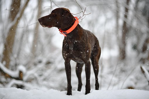 Hund, Tysk Korthåret Pointer