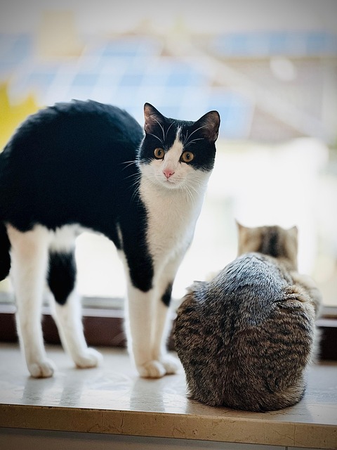 Kat, Husdyr, Pukkelryg, Kattepukkel