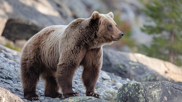 Free brown bear bear wildlife illustration