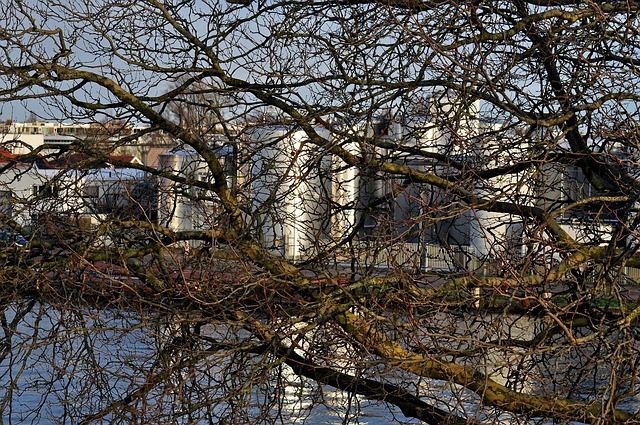 Free Tree Branches photo and picture