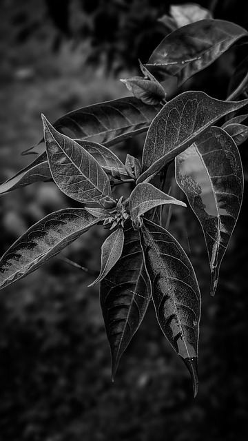 Free Leaves Nature photo and picture