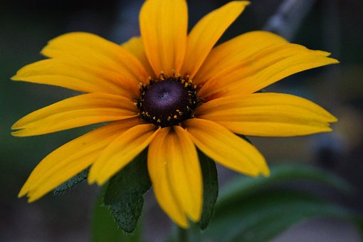 Flor, Naturaleza, Bloom, Florecer